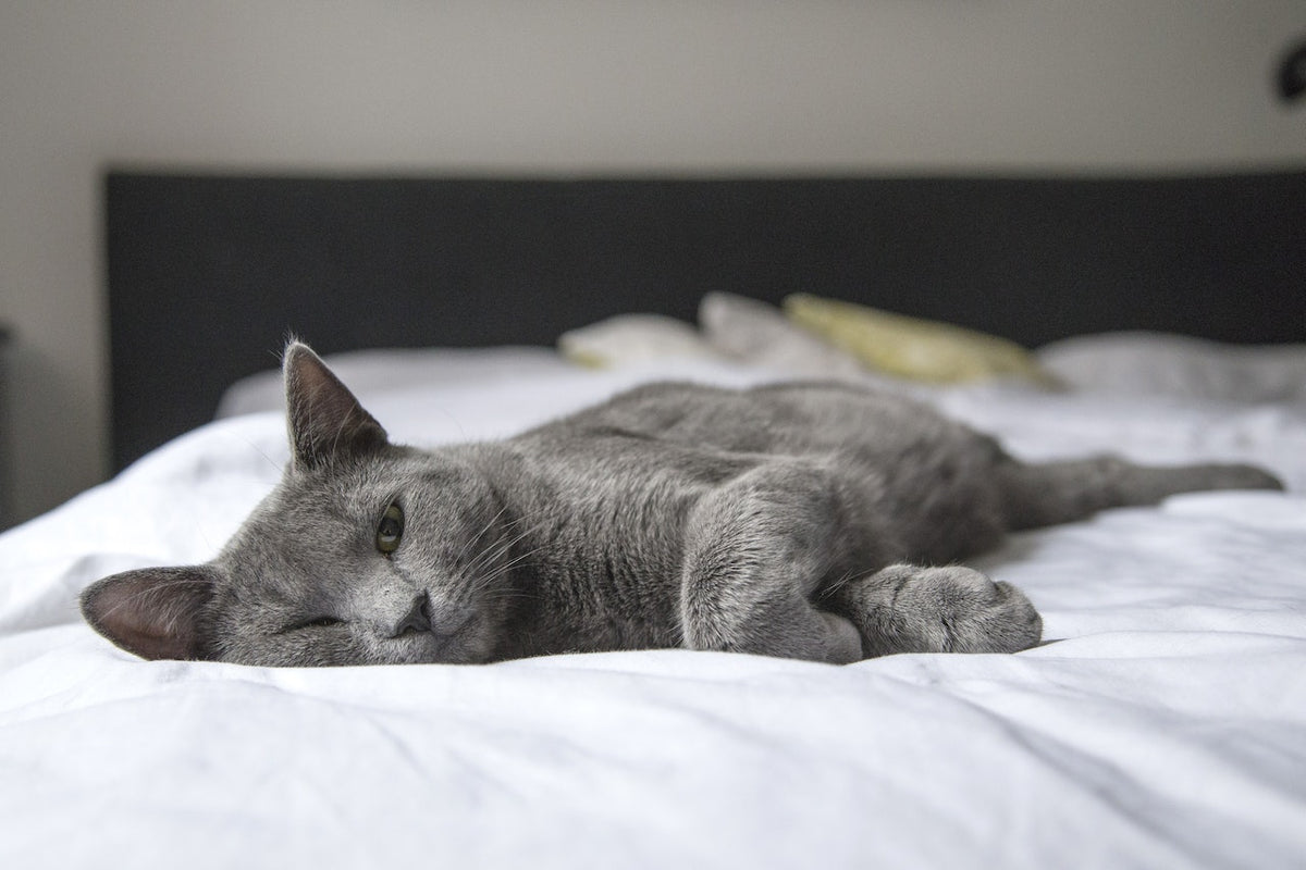 Your Essential Guide to Picking the Perfect Divan Bed