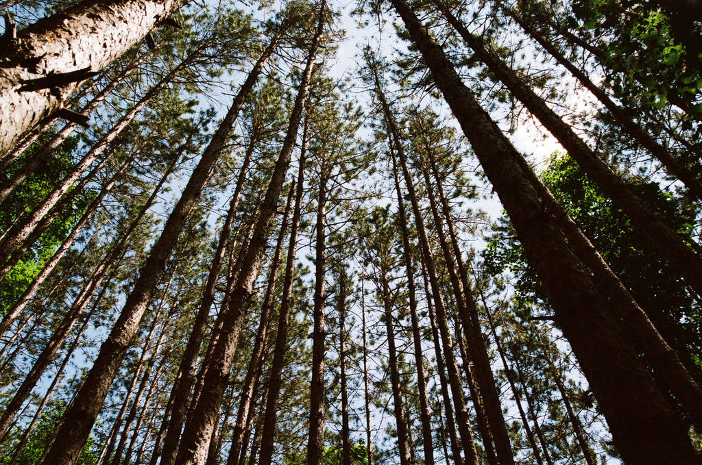 long-tree-trunks-stab-the-sky